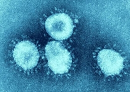 Coronavirus dilihat dari mikroskop--icloudnews.net