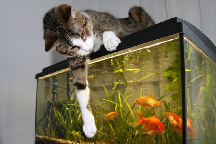 ilustrasi kucing yang bermain di atas akuarium. (sumber: mypetmatters.co.uk)