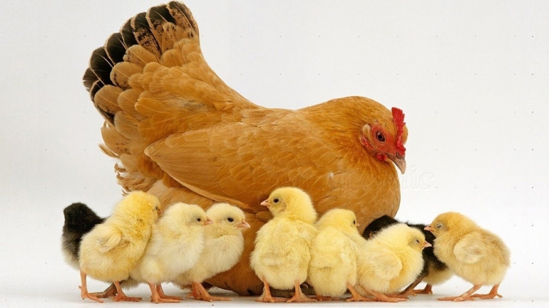 Induk ayam yang mengayomi anak-anaknya/Sumber: truetales.info