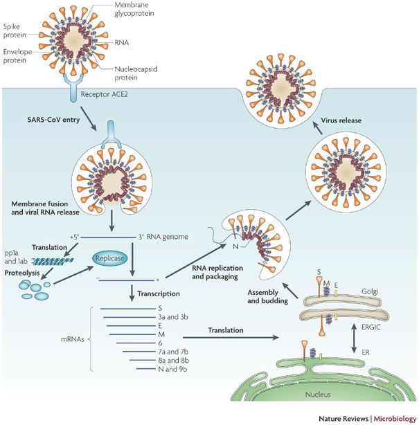 Siklus hidup SARS-cov yang termasuk famili Coronavirus--newstarget.com