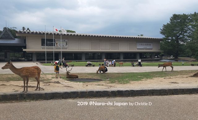 Nara International Museum, sekitar 300 meter dari Nara Park. Dan, si kijang2 torol itu ada aja disana. Mereka bergaul dekat dengan warga kota Nara, dan benar2 nyaman hidup bahagia ......Dokumentasi pribadi