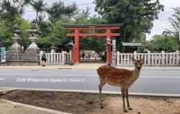 Seekor kijang totol, melihat dengan tertarik, kamera untuk memotretnya, dengan latar belakang sebuah Torii orange, menuju ke Kofuku-ji Shrine|Dokumentasi pribadi