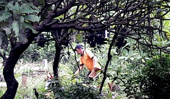 Seorang warga sedang mencari rumput pakan sapi di