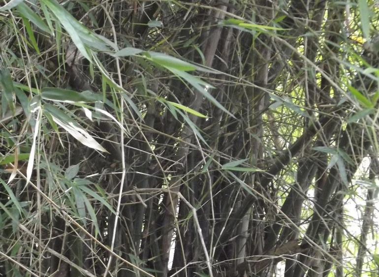 Pohon bambu surat.|dokpri
