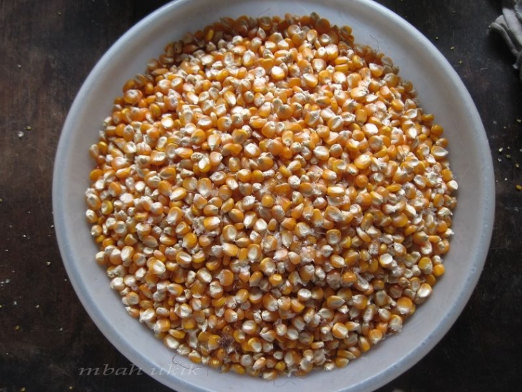 Jagung pipil. Dokpri