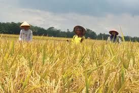 Dokumen: Agro Indonesia.