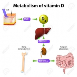 Metabolisme Vit D. Sumber:https://www.google.com/amp/s/www.pinterest.fr/