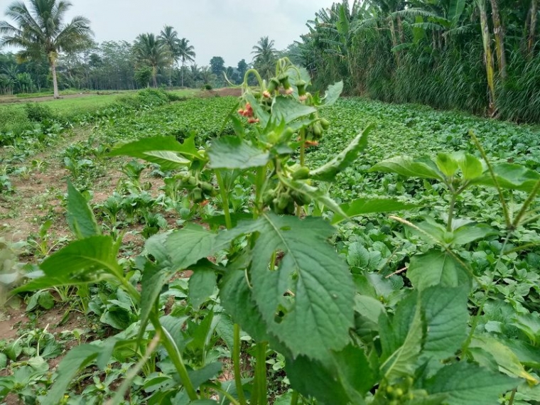 Sayur jumbul dianggap gulma tapi enak. Dokpri