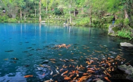 Ikan-ikan yang ada di Situ Cicerem (sumber: wisatacirebon.com)