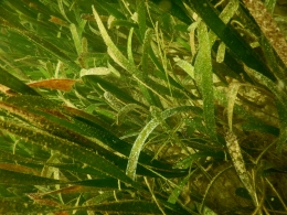 Seagrass is the house for all species. Source: writer collection