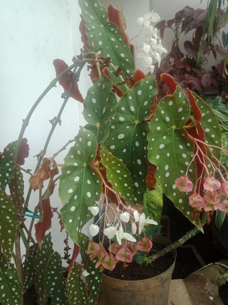 Tanaman Begonia yang bermotif totol-totol. Sumber gambar : dok pribadi