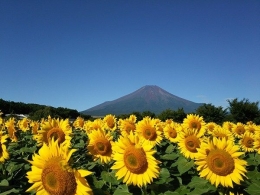 https://rove.me/ | Ladang Bunga Matahari di Yamanakako Hananomiyako Park, Perfecture Yamanashi, Jepang. Dengan Gunung Fuji sebagai icon dari Jepang dengan Bunga Matahari cantik berwarna kuning, 