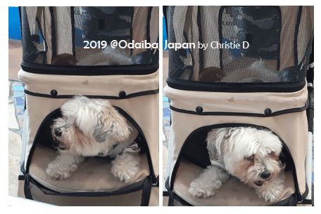 Dokumentasi pribadi | Si Anjing mulai mengeluarkan tubuhnya, setelah bapak tua itu membuka retsleting strollernya