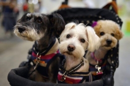 www.story.barkspost.com | Kehidupan yang bahagia, anjing2 cantik di Jepang