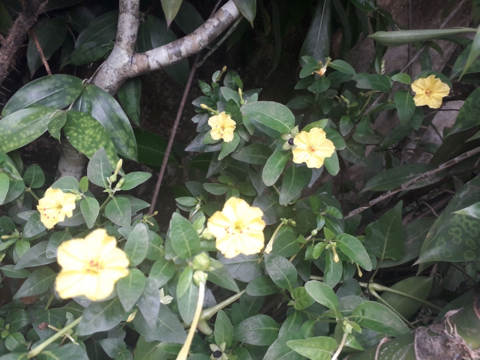 Si Kuning Mirabilis Jalapa Pengharum Senja Hingga Malamku Oleh Ari Budiyanti Kompasiana Com