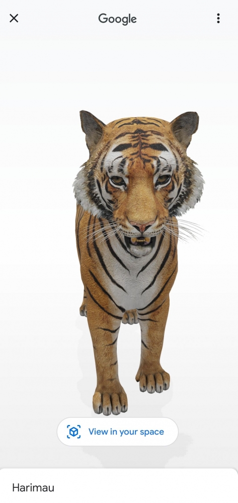 Tampilan 3D binatang di Google Search. Gambar: Dokumen Pribadi