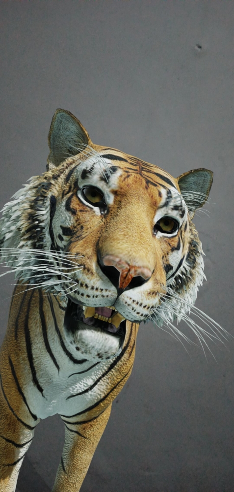 Teknologi Augmented Reality Google saat menampilkan harimau. Gambar: Dok. Pribadi