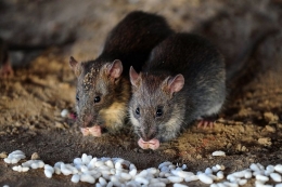Ilustrasi tikus yang dapat menjadi vektor penyakit yang disebabkan oleh hantavirus (kompas.com).