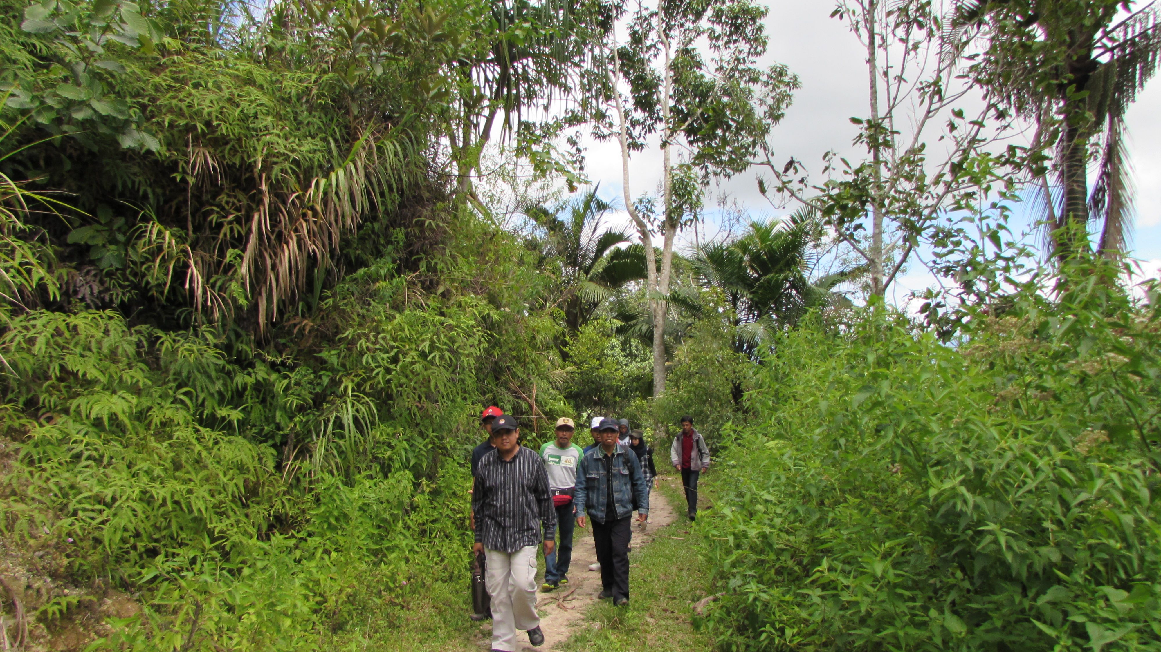 Menjelajahi hutan, meninjau tanaman kopi HKm Nanggala sebagai skema Perhutanan Sosial di &nbsp;Toraja Utara. Sumber: Dokumentasi Pribadi Andi Setyo Pambudi