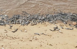 Ribuan Ikan Tongkol Dibuang di Pantai LLBK, Kota Kupang [timexkupang.com]
