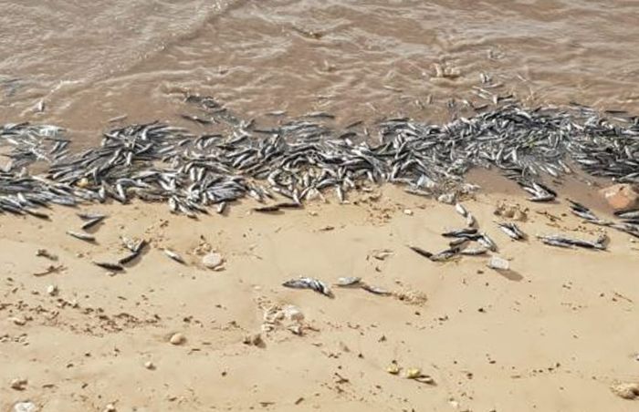 Ribuan Ikan Tongkol Dibuang di Pantai LLBK, Kota Kupang [timexkupang.com]