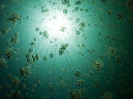 Jellyfish Lake, a marine habitat in Palau, Photograph by Tomas Kotouc, MyShot (Sumber: nationalgeographic.org)
