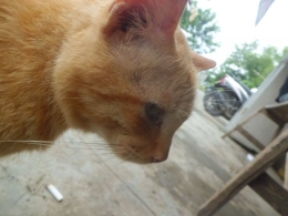Kepala Kucing ( dokpri)