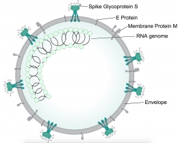 Struktur tubuh COVID-19