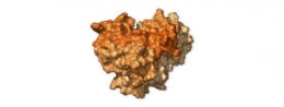 Struktur tubuh COVID-19