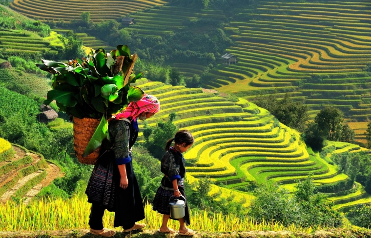 Orang Tay di Ta Van umumnya bersawah (sumber: www.trekkingsapa.com)