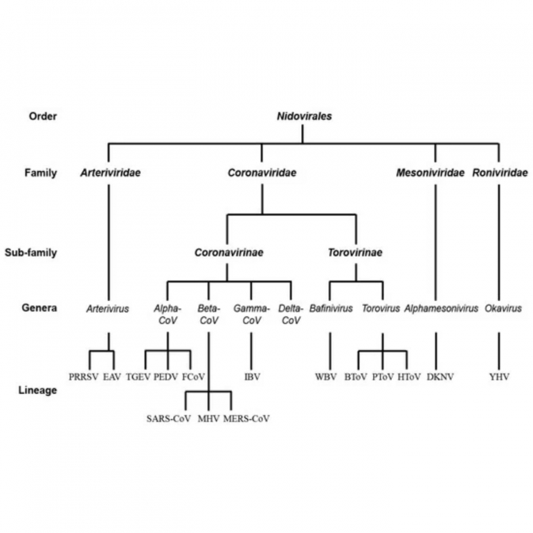 Coronavirus family. Sumber: mdpi.com