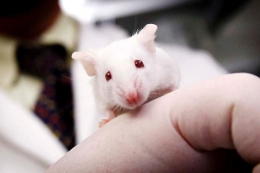 PHOTO: Ageing process reversed: It works in mice, now humans could be next (Reuters)