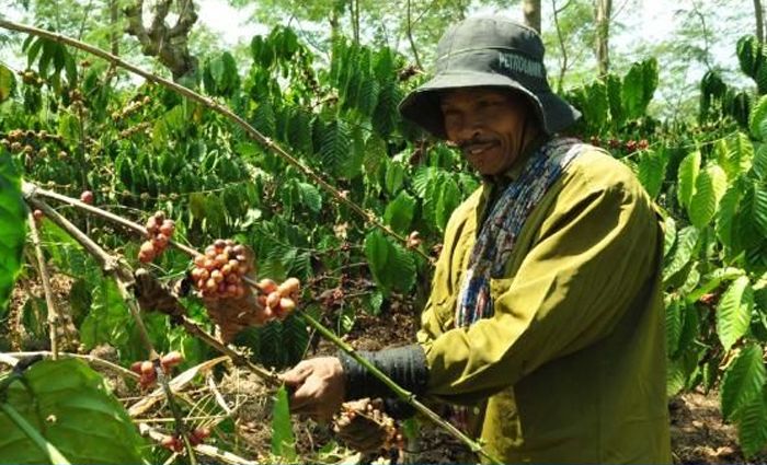ILUSTRASI. Buruh petik kopi di Kebun Kopi PTPN IX, Bawen Kabupaten Semarang [kompas.com/ syahrul munir]