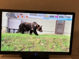 Berita di TV Hokkaido | Dokpri