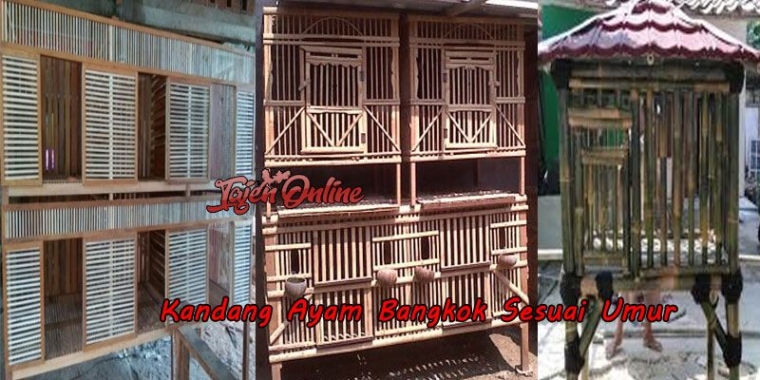 Panduan Cara Ternak Ayam Bangkok Dari Anakan Sampai Dewasa