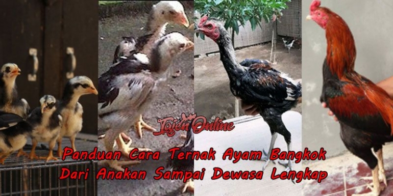 panduan cara ternak ayam bangkok. sumber: https://tajenonline.live/panduan-cara-ternak-ayam-bangkok-dari-anakan-sampai-dewasa-lengkap/