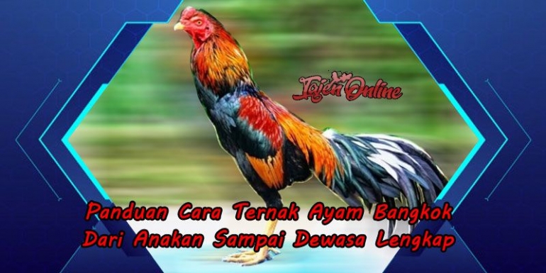 Jenis Jenis Vitamin Untuk Anak Ayam Yang Wajib Diketahui Panduan Cara Ternak Ayam Bangkok dari Anakan sampai Dewasa Lengkap - Kompasiana.com