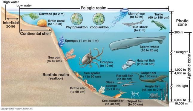 Gambar 1. Zona Laut (Sumber: google)