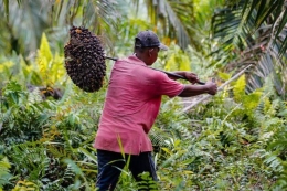 Petani sawit harus menjadi ujung tombak Sawit Berkelanjutan. (foto: wri indonesia)