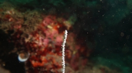 Gambar 2. Anthipatarian (Black Corals) yang ditemukan di daerah Bondalem, Bali kedalaman ± 30 meter (Sumber: Bagus Prakoso_pribadi)
