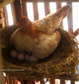 Ayam mengerami telurnya (dokpri)