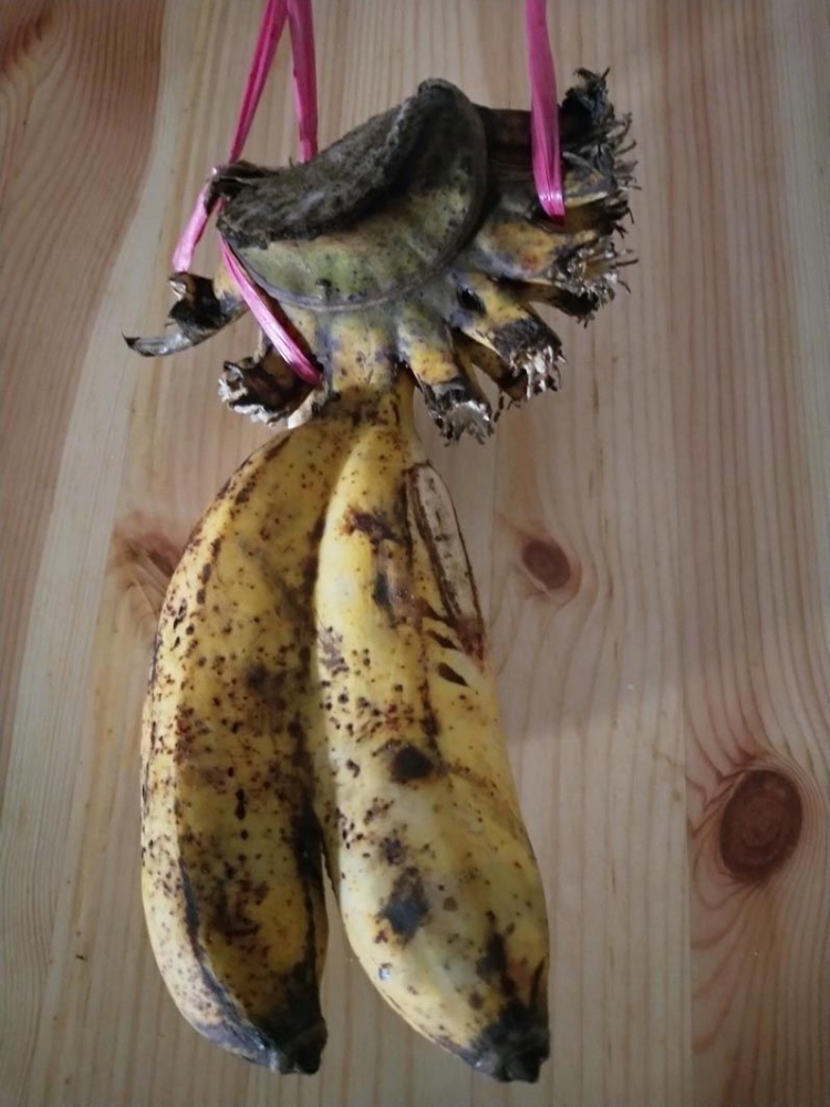 Jarang ada yang makan pisang dempet. (foto: dok. pribadi)