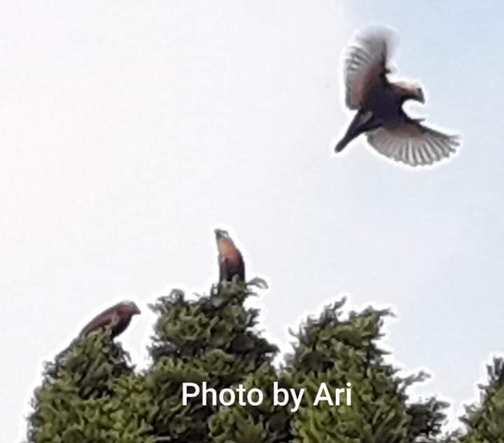 Dua burung di pucak pohon Cemara dan 1 burung tertangkap terbang. Photo by Ari