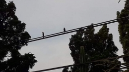 Dua ekor burung hinggap di kabel listrik. Photo by Ari