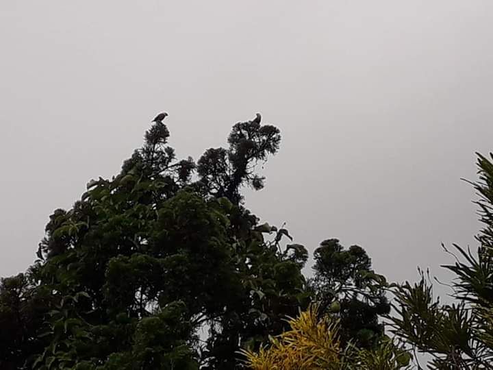 Dua ekor burung di puncak cemara. Photo by Ari. 
