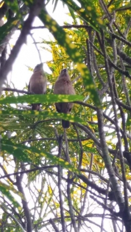 Sepasang burung di pohon puring kuning. Photo by Ari