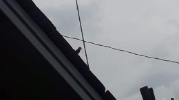 Burung di atap rumah. Photo by Ari