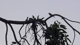 Photo seekor burung di pohon mangga. Photo by Ari