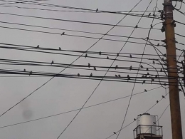 Photo burung-buring hinggap di kabel listrik. Photo by Ari