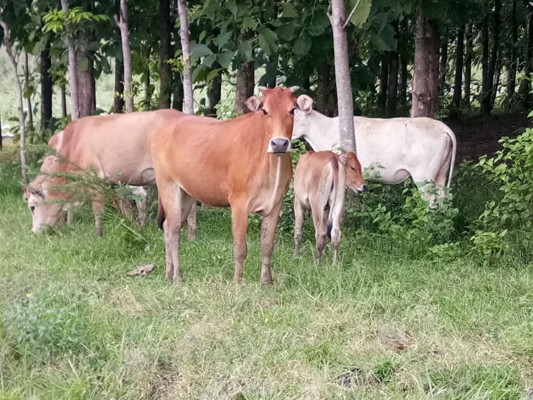 Memelihara Sapi Lokal yang Lebih Menguntungkan dan Menjadi Usaha